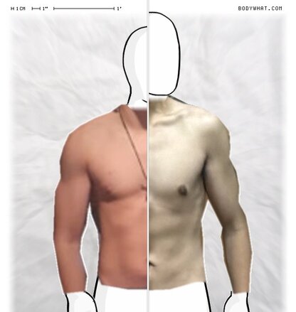 Torso Comparison
