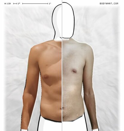 Torso Comparison