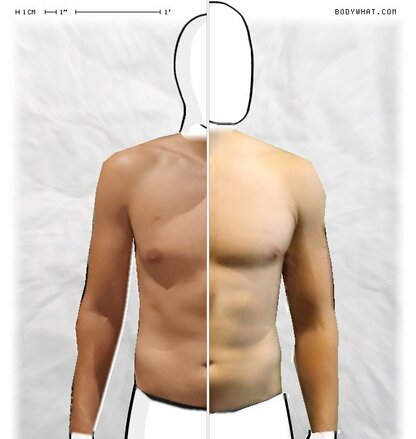 Torso Comparison