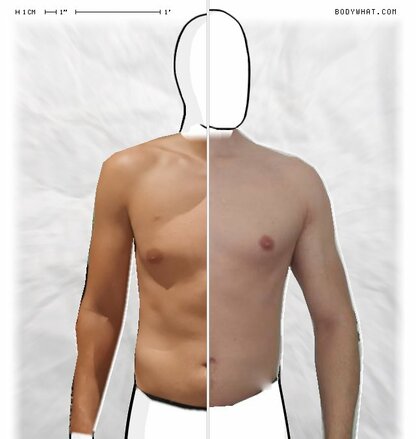 Torso Comparison
