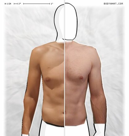 Torso Comparison