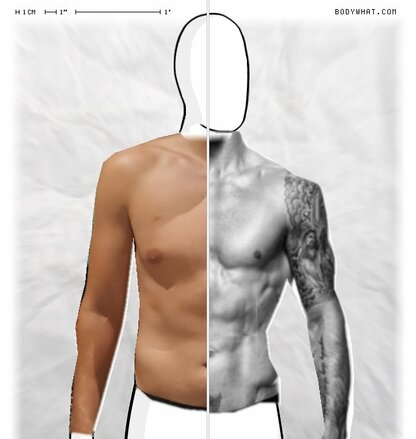 Torso Comparison