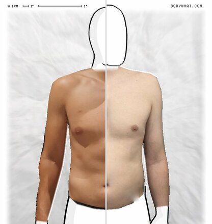 Torso Comparison