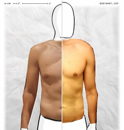Torso Comparison