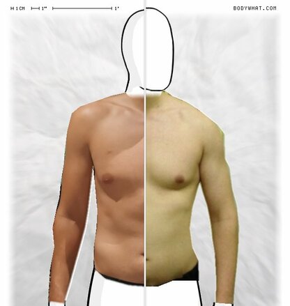 Torso Comparison