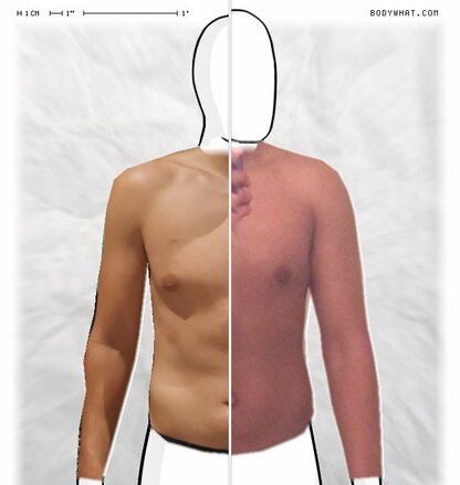 Torso Comparison