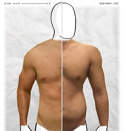 Torso Comparison