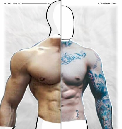 Torso Comparison