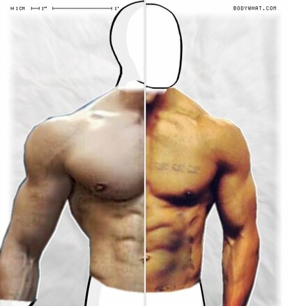 Torso Comparison