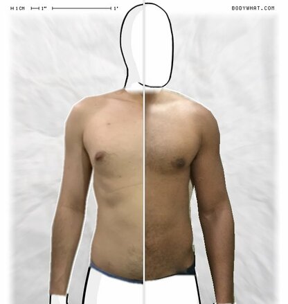 Torso Comparison