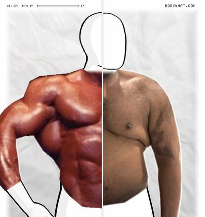 Torso Comparison