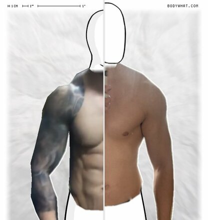 Torso Comparison