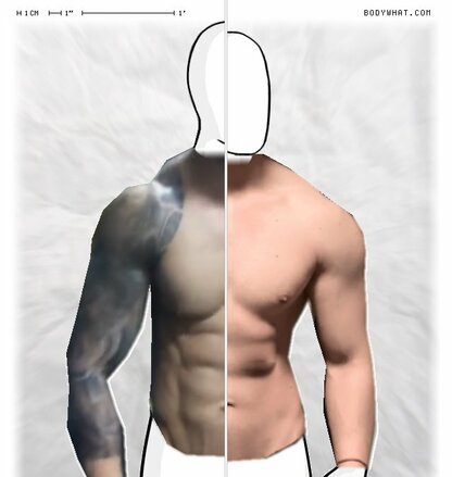 Torso Comparison