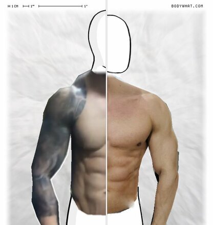 Torso Comparison