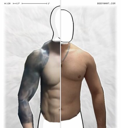 Torso Comparison