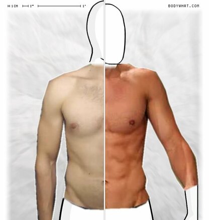 Torso Comparison