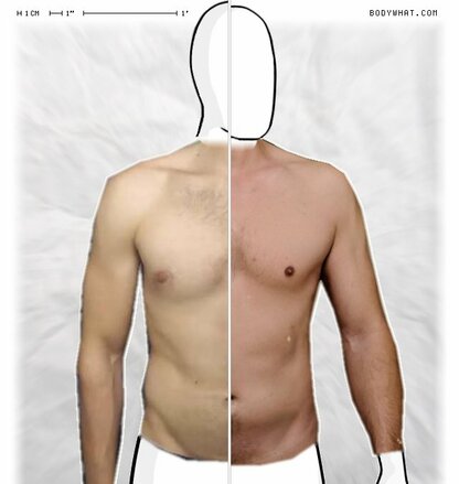 Torso Comparison