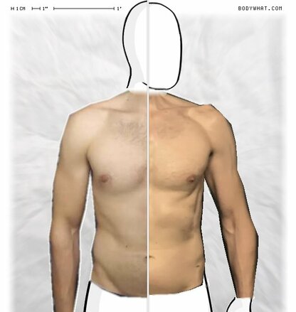 Torso Comparison