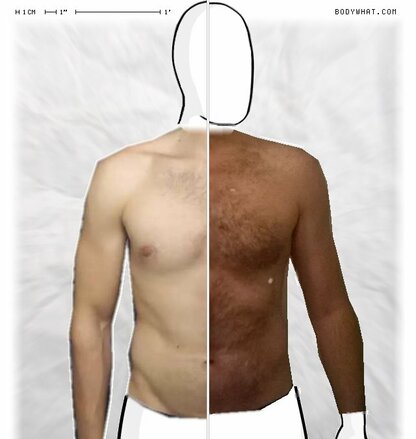 Torso Comparison