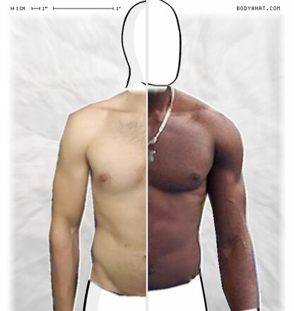 Torso Comparison