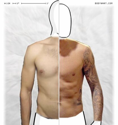 Torso Comparison