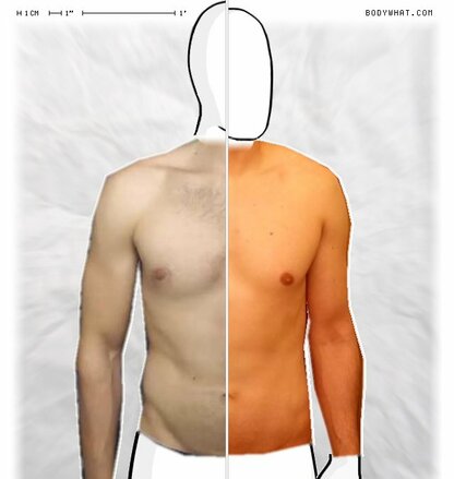 Torso Comparison