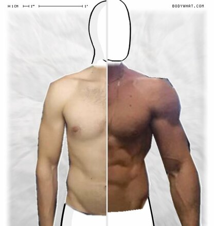 Torso Comparison