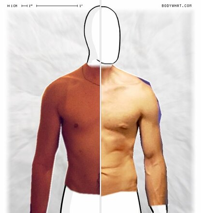 Torso Comparison