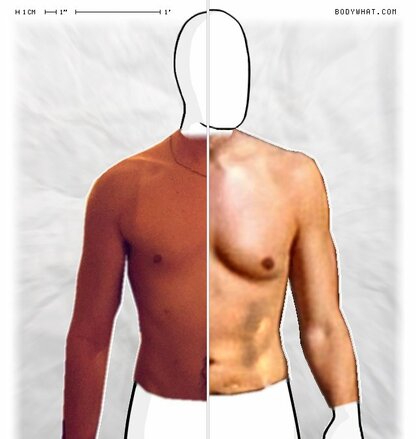 Torso Comparison