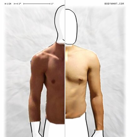 Torso Comparison