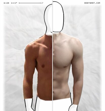 Torso Comparison