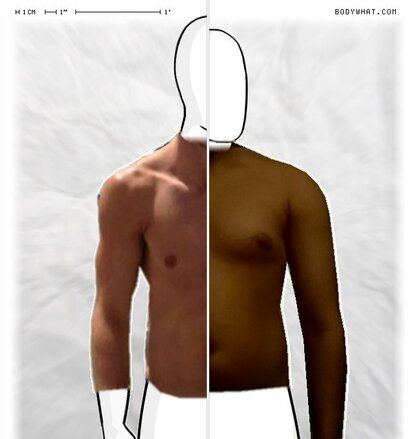 Torso Comparison