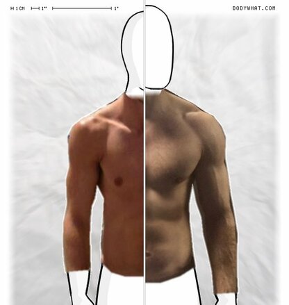 Torso Comparison