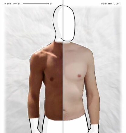 Torso Comparison