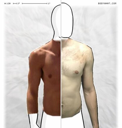 Torso Comparison