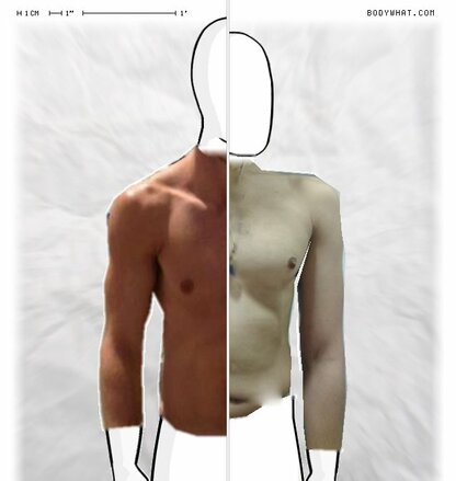 Torso Comparison