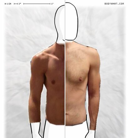 Torso Comparison