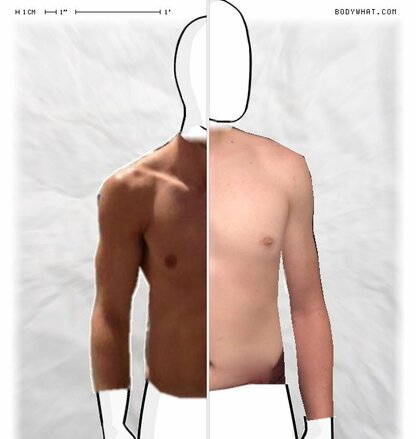 Torso Comparison