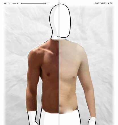 Torso Comparison