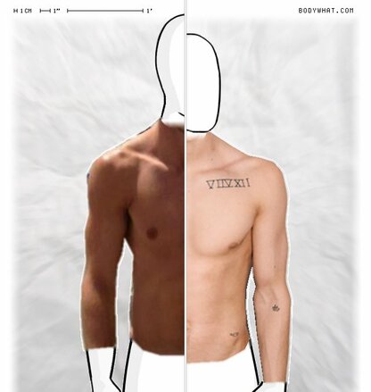 Torso Comparison