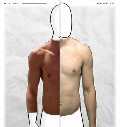 Torso Comparison