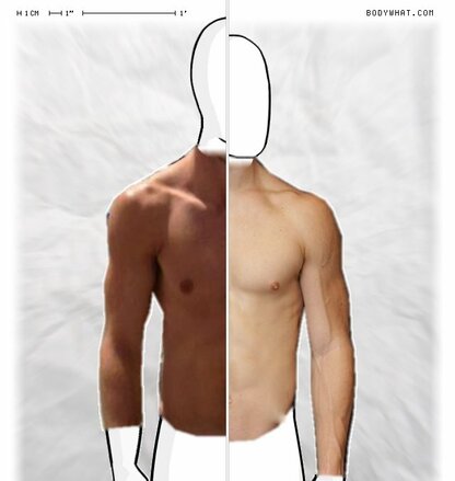 Torso Comparison