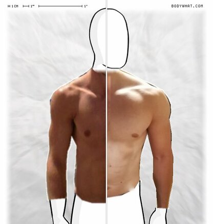 Torso Comparison