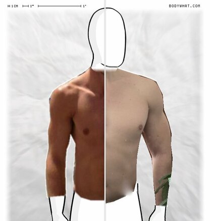 Torso Comparison
