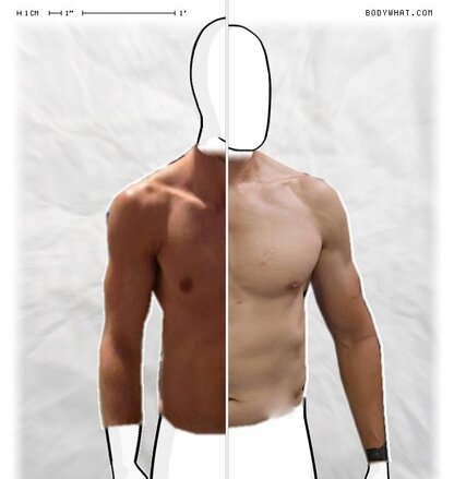Torso Comparison