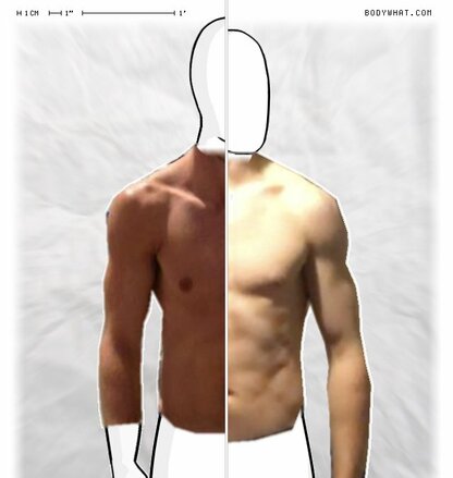 Torso Comparison