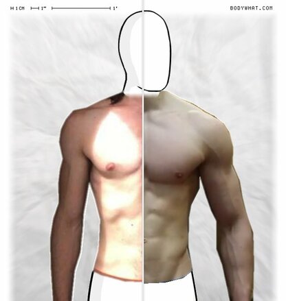 Torso Comparison
