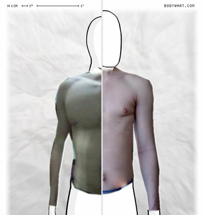 Torso Comparison