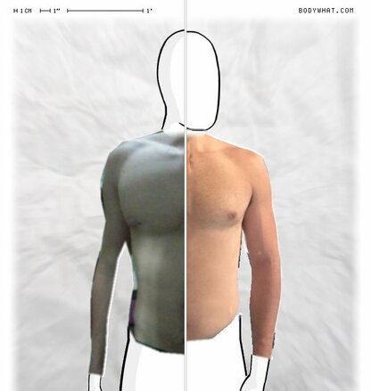 Torso Comparison