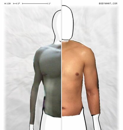 Torso Comparison